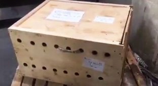 В аэропорту Бейрута внутри ящика обнаружили трех сибирских тигрят (6 фото)