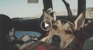 Трогательная история дружбы Бена и его пса по кличке Денали  