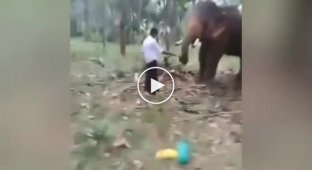 Слон отбросил парня, попытавшегося повторить на нём трюк из фильма Бахубали