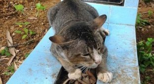 В Индонезии кошка целый год прожила у могилы хозяйки (4 фото)