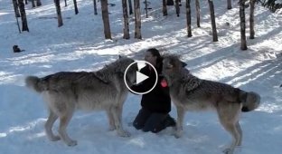 Даже с волками можно подружиться
