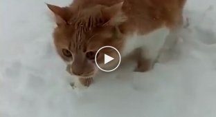 Собака решила познакомить кошку поближе со снегом