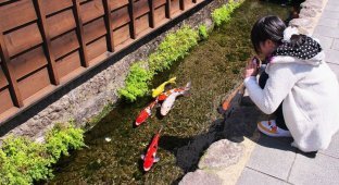Удивительный город в Японии, где в водосточных каналах плавают прекрасные карпы кои (2 фото + 2 видео)