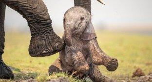 Новорожденный слон (10 фото)