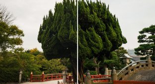 Сравнение фотографий, сделанных на iPhone 7 и Leica за $6000 (4 фото)
