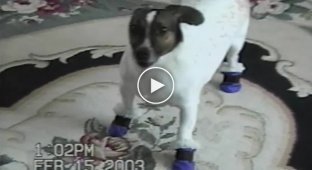 Смешные собаки впервые в жизни примеряют ботинки