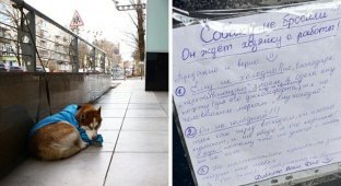 Хаски в свитере: пёс ждет хозяйку с работы по 8 часов (6 фото)