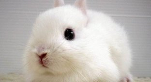 Маленькие кролики (40 фото)