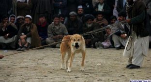 Собачьи бои в Афганистане (14 фото)