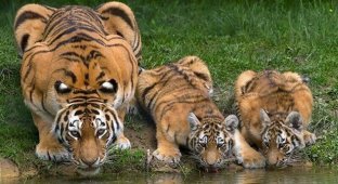 У тигров есть «глаза» на ушах, чтобы запугать хищников (8 фото)