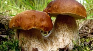 Невероятные факты о грибах (1 фото)