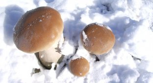 Зимой за грибами (5 фото)