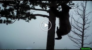 Любопытный медвежонок снял уникальное видео в заповеднике