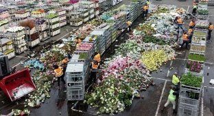 В Нидерландах из-за карантина уничтожают тонны цветов (5 фото)