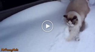 Подборка кошек с забавной реакцией на снег