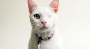 Фотограф публикует снимки кошек, потерявших один или оба глаза, в надежде, что люди заберут их (12 фото)