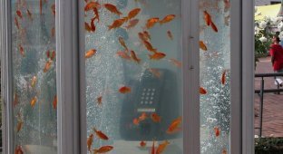 Телефонные будки-аквариумы (8 фото)