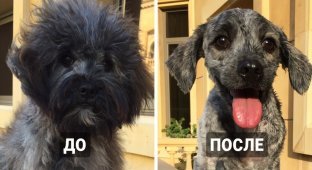 16 фотографий домашних животных до и после стрижки (17 фото)