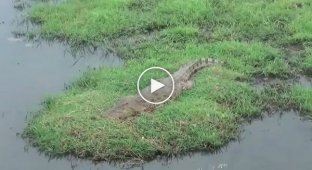 Крокодил в Ивановской области