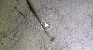 Гигантский червь поразил австралийского фридайвера