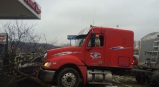 В США пес за рулем грузовика устроила ДТП (3 фото)