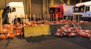 В грузовике с луком и помидорами обнаружили 400 кг героина и кокаина стоимостью 27 млн фунтов (2 фото)