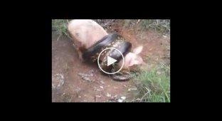 Анаконда поймала свинью