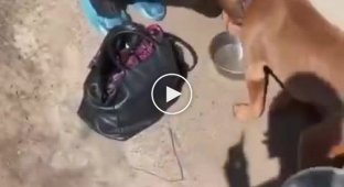 Рашисты морили голодом двух собачек и их хозяйку в подвале одного из домов в Буче