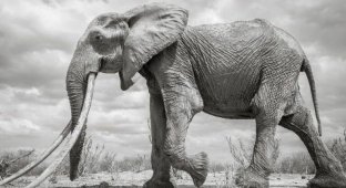В Кении умерла редкая слониха с «супербивнями» (6 фото)