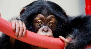 Детенышу шимпанзе нашли приемную маму (14 фото)