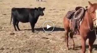 Конь который помогает хозяину и отгоняет мать корову