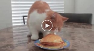 Кот кушает со стола