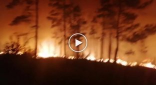 Челябинске пожарные спасли из огня маленького олененка