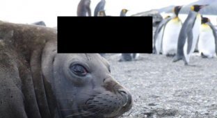 Как тюлени помогают исследователям в изучении Антарктики (6 фото)