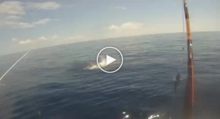 Рыба парусник запрыгнула на борт к рыбакам