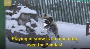 Искренняя радость панд от первого снега