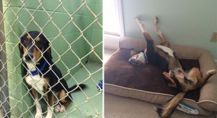 Фотографии животных до и после взятия домой (16 фото)