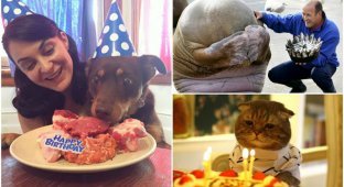 20 животных, которые тоже любят праздновать день рождения (21 фото)