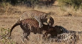 Самка леопарда набросилась на двух самцов, пытаясь прекратить драку (2 фото + 1 видео)