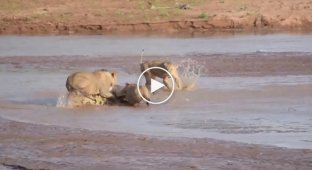 Львы против крокодила в кенийском заповеднике