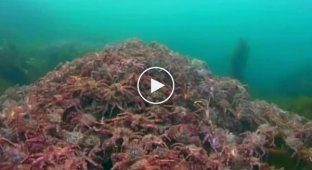 Популяция камчатского краба в Баренцевом море растет угрожающими темпами