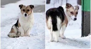 Брошенный пес полгода ждал хозяина на остановке и, наконец, дождался чуда (7 фото + 1 видео)