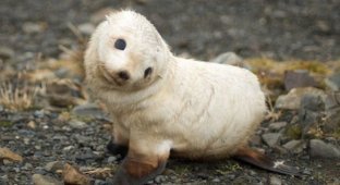 Подборка маленьких тюленей (101 фото)