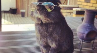 Когда солнцезащитные очки смотрятся круто даже на кроликах (17 фото)