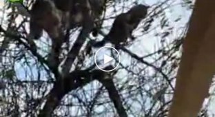 Собака залезла на дерево, кот в шоке