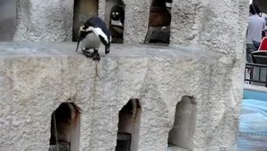 Смешной пингвин пытается прыгнуть в зоопарке