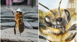 Первая в мире пчела-блогер кричит о помощи (31 фото)