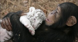  Шимпанзе растит тигрят (13 фото)
