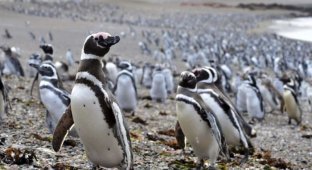 Нерест рыбы привлек в Аргентину рекордное количество пингвинов (4 фото)