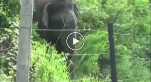 Слон против электрических ограждений